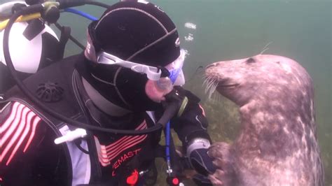 Scuba Diver Pets Seal Underwater .